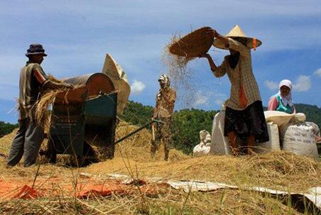 harga-beras-turun-petani-harapkan-harga-gabah-tetap-stabil
